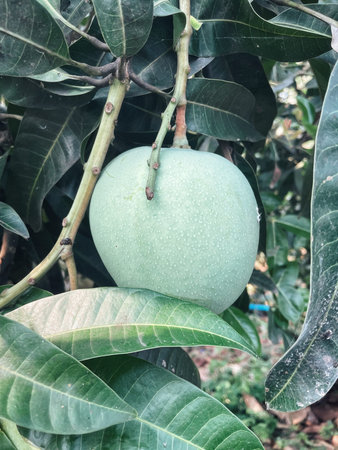 Mango fruit and green leaves on treeの写真素材