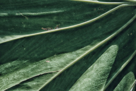 Beautiful of green tropical leaves plant backgroundの写真素材