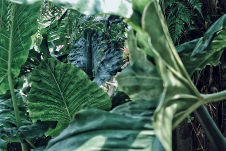 Beautiful of green tropical leaves plant backgroundの写真素材