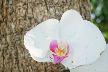 Beautiful of white orchid flowersの写真素材