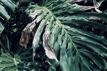 Beautiful of green tropical leaves plant backgroundの写真素材