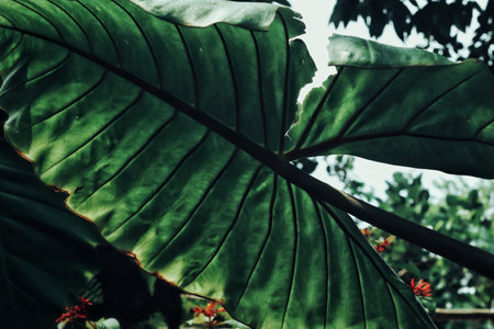 Beautiful of green tropical leaves plant backgroundの写真素材