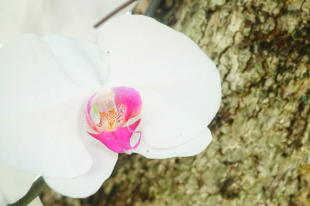 Beautiful of white orchid flowersの写真素材