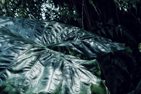 Beautiful of green tropical leaves plant background