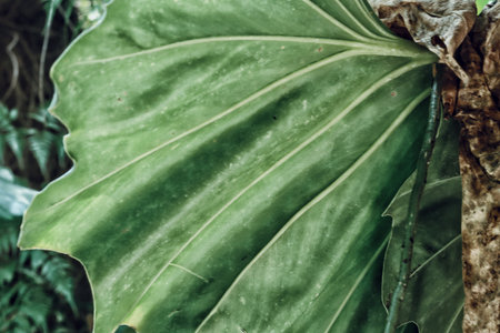 Beautiful of green tropical leaves plant backgroundの写真素材