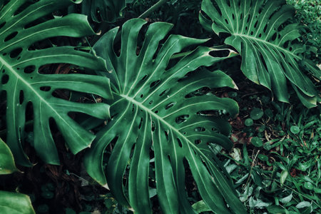 Beautiful of green tropical leaves plant backgroundの写真素材
