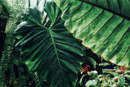 Beautiful of green tropical leaves plant backgroundの写真素材