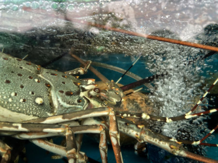 Close up of fresh lobster shrimp in the Thai marketの写真素材