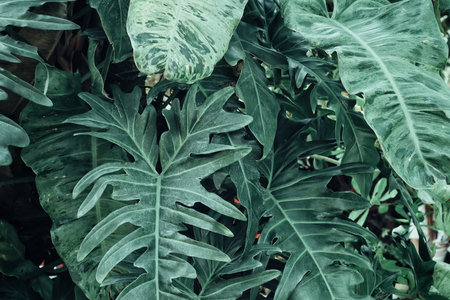 Beautiful of green tropical leaves plant
