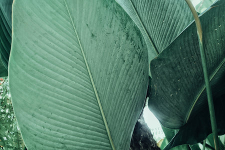 Beautiful of green tropical leaves plantの写真素材