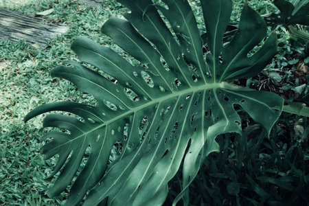 Beautiful of green tropical leaves plantの写真素材