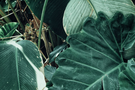 Beautiful of green tropical leaves plantの写真素材