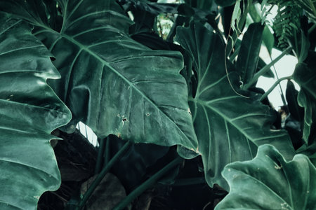 Beautiful of green tropical leaves plantの写真素材