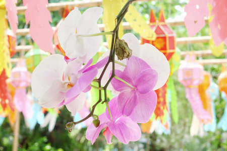 Beautiful of pink orchid flowersの写真素材