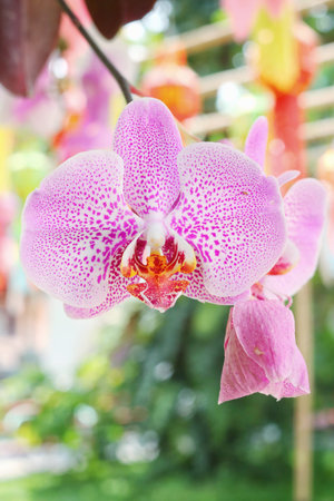 Beautiful of pink orchid flowersの写真素材