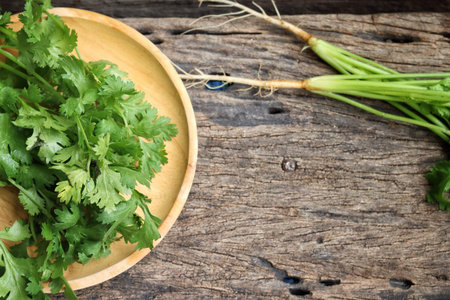 Close up of coriander spice herbの写真素材