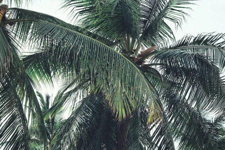 Tropical coconut tree leaves palm and skyの写真素材