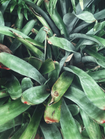 Beautiful of green tropical leaves plant background or textureの写真素材