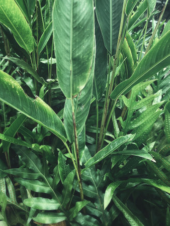 Beautiful of green tropical leaves plant background or textureの写真素材
