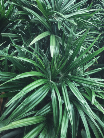 Beautiful of green tropical leaves plant background or textureの写真素材