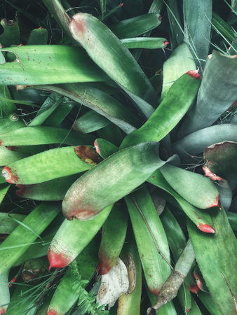 Beautiful of green tropical leaves plant background or textureの写真素材