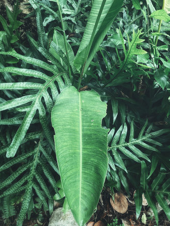 Beautiful of green tropical leaves plant background or texture