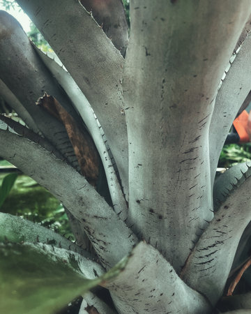 Beautiful of green tropical leaves plant background or textureの写真素材