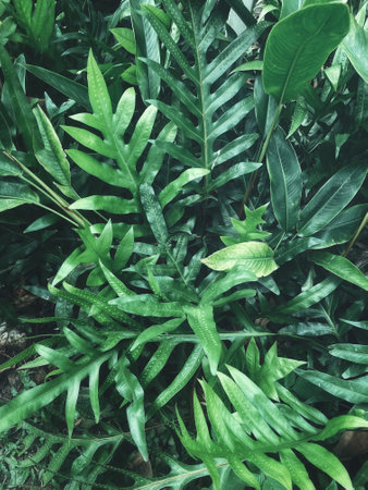 Beautiful of green tropical leaves plant background or textureの写真素材