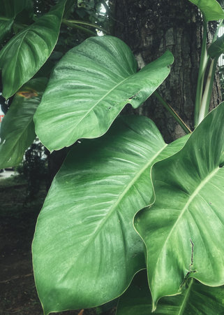 Beautiful of green tropical leaves plant background or texture
