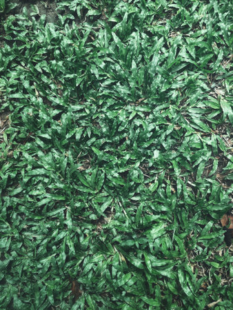 Beautiful of green tropical leaves plant background or textureの写真素材