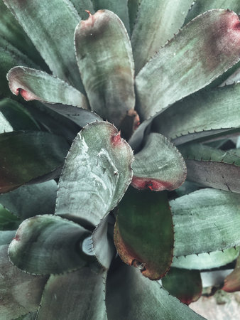 Beautiful of green tropical leaves plant background or textureの写真素材