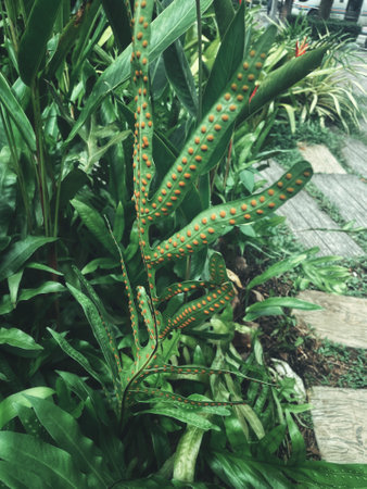 Beautiful of green tropical leaves plant background or textureの写真素材