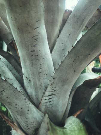 Beautiful of green tropical leaves plant background or textureの写真素材