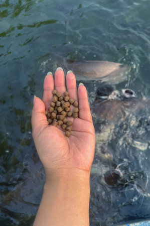 Dried food and catfish farm in the pondの写真素材