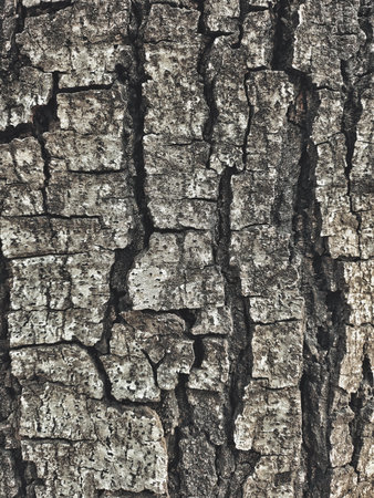 Close up of brown bark tree