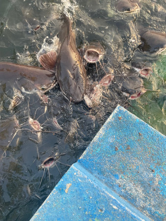 Catfish farm in the pond