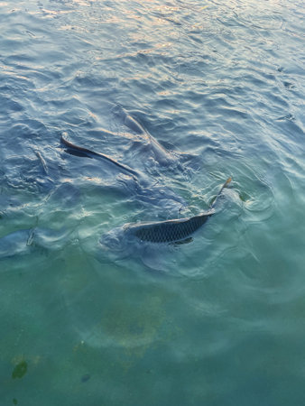 Catfish farm in the pondの写真素材
