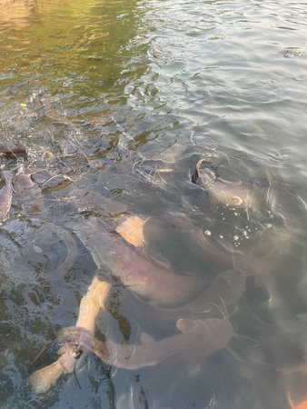 Catfish farm in the pondの写真素材