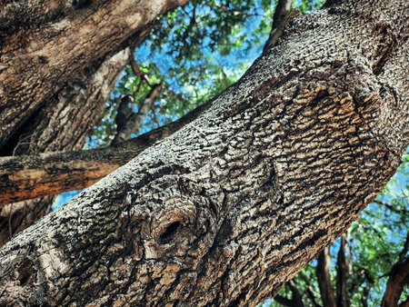 Tamarind tropical fruit on leavesの写真素材