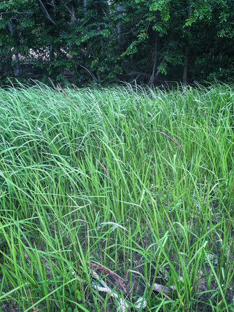 Fresh green grass plant nature backgroundの写真素材
