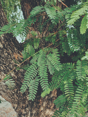 Tamarind tropical fruit on leavesの写真素材