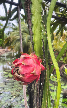 Dragon fruit and green leavesの写真素材