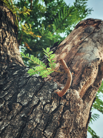 Tamarind tropical fruit on leavesの写真素材