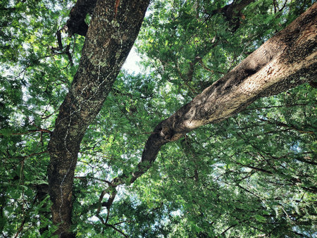 Tamarind tropical fruit on leavesの写真素材