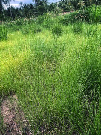 Fresh green grass plant nature backgroundの写真素材