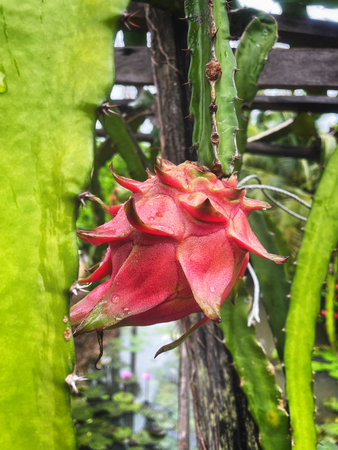 Dragon fruit and green leavesの写真素材