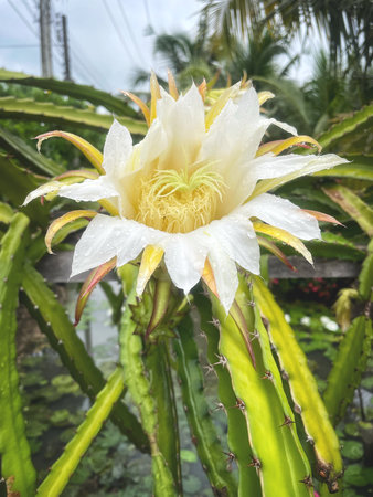 Dragon fruit and green leavesの写真素材