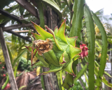 Dragon fruit and green leavesの写真素材