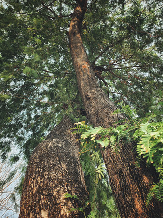 Tamarind tropical fruit on leavesの写真素材