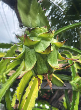 Dragon fruit and green leavesの写真素材